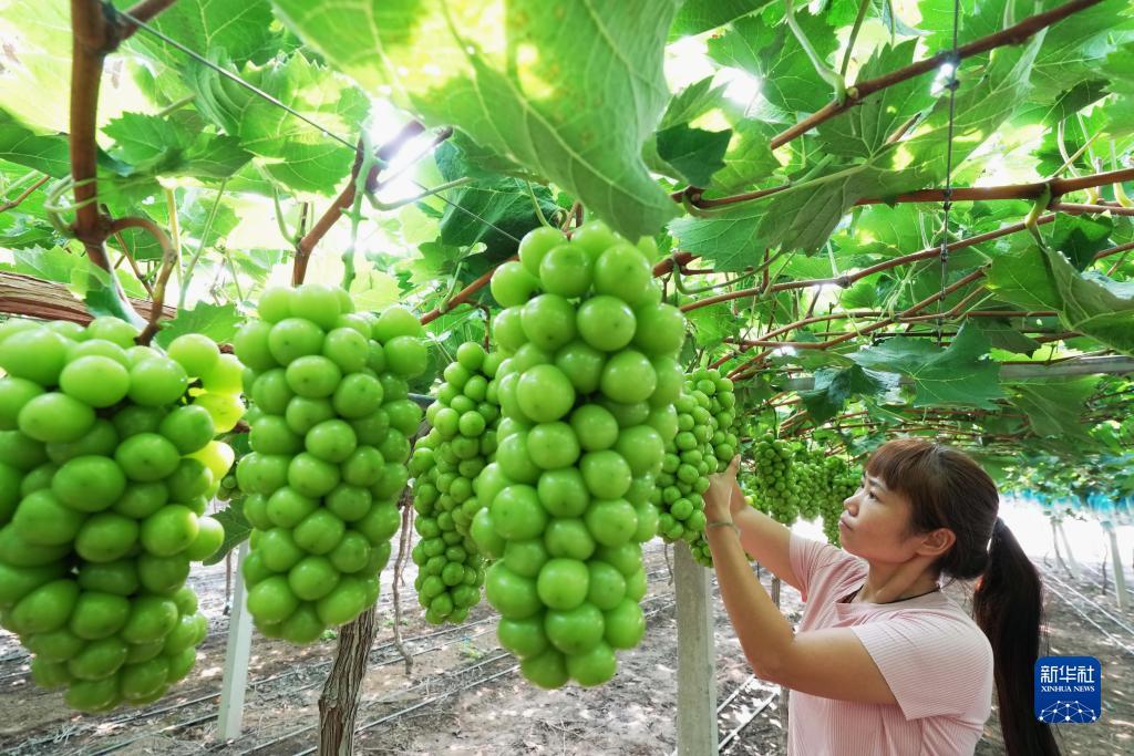 大发怎么才能赢钱